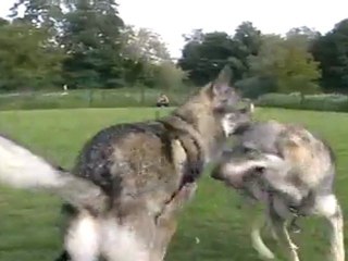 Meute dans l'enclos 7