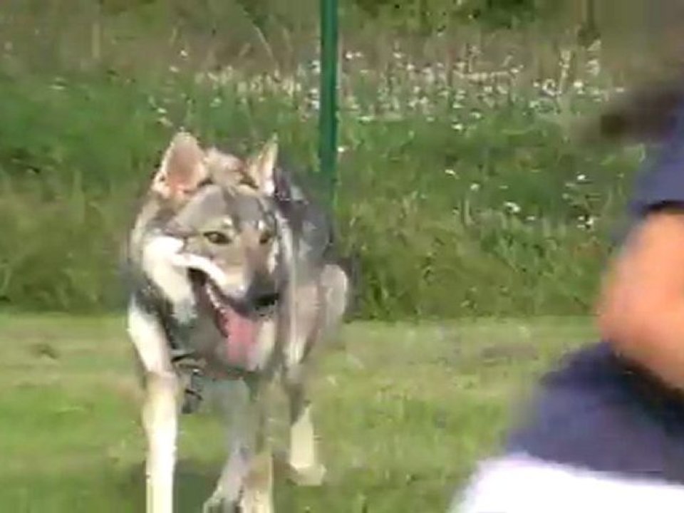 Meute dans l'enclos 6