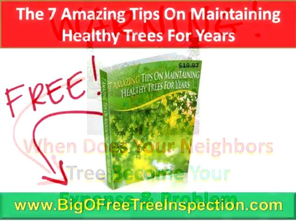 Charlottesville Tree Pruning|FREE Tree Hazard Inspection