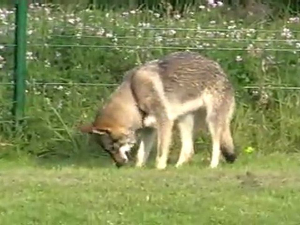 Meute dans l'enclos 4