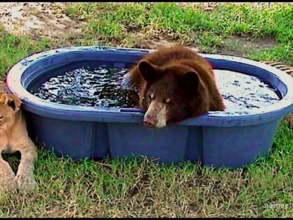 Lion and Tiger and Bear Oh My!