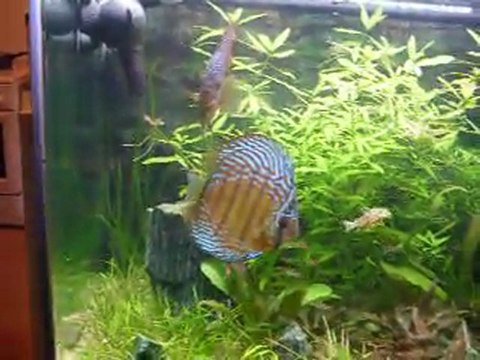 repas discus en bac sous traitement