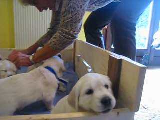 Les chiots ont 1 mois