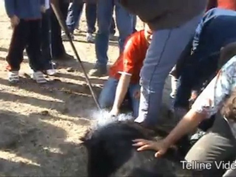 ferrade nicollin 8 10 2011