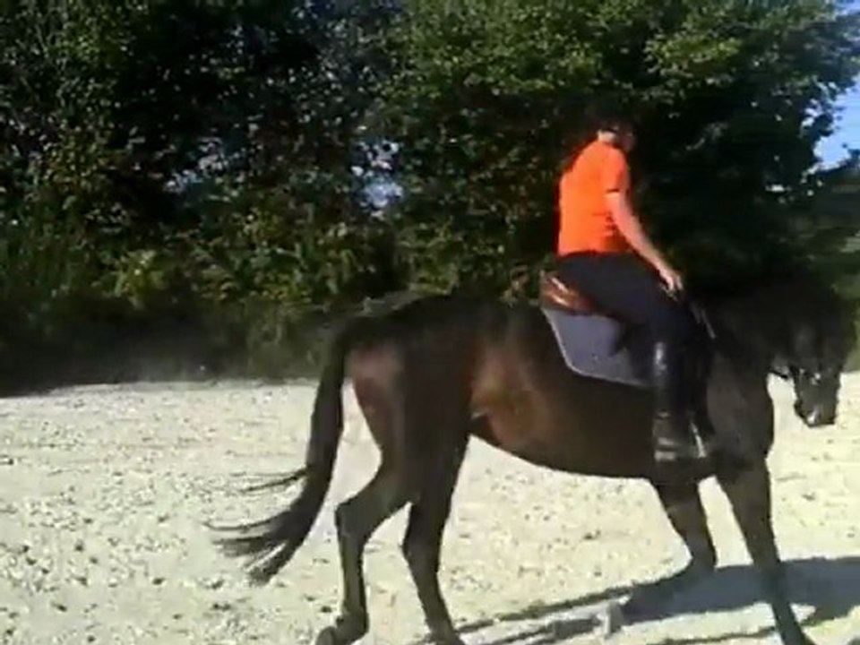 Storia 5 ans selle français