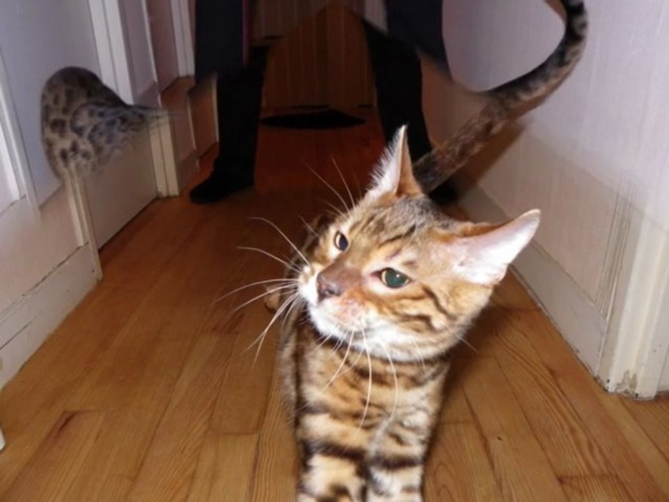 Trop rigolo les plumeaux ! - G&G Bengal cat