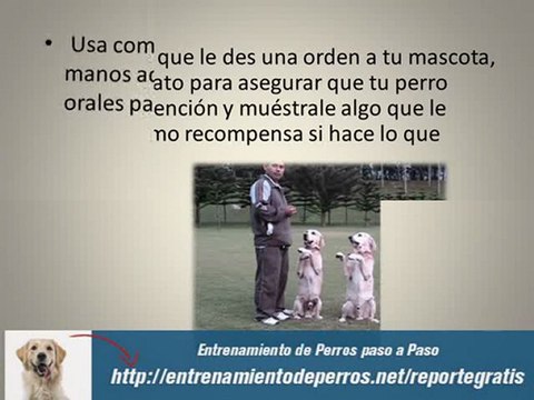 Escuela de Entrenamiento Canino : Entranemiento para Perros