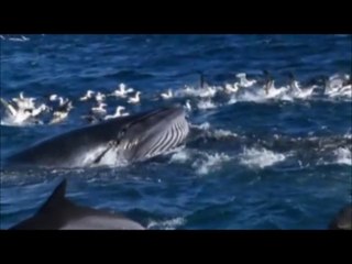 Ennio Morricone - Le vent , le cri