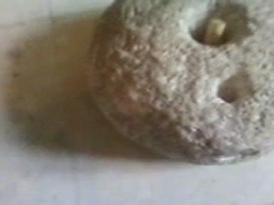 moulin traditionnelle lessouda sidi bouzid tunisie