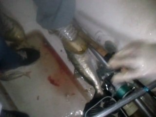 Mon plus gros 09.10.2011