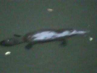 Le platypus (ornithorynque)