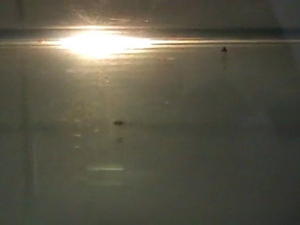 Alevins corydoras Aeneus