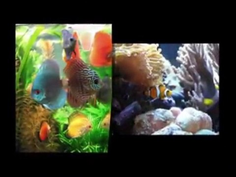 Aquarium & Pond Service in Ventura
