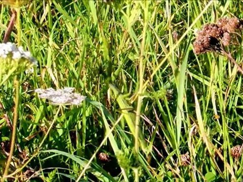 Le petit monde oublié de la Chartre sur le Loir