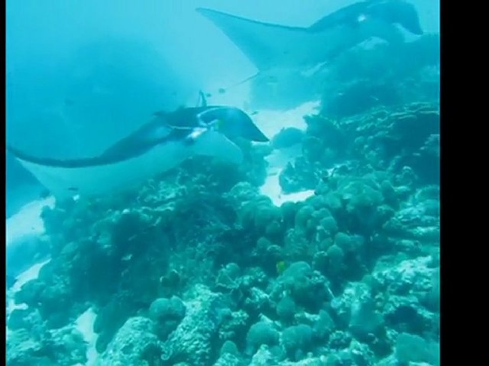 La danse des mantas papouasie  2011