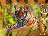 The identifying nature of tiger skin