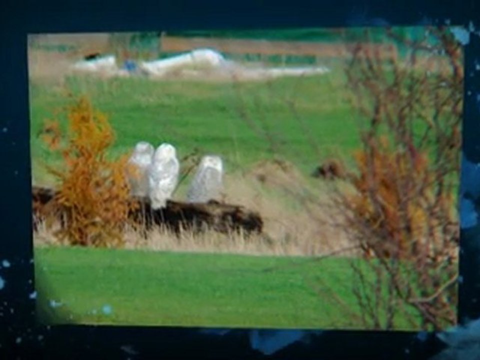 Bushnell Tour V2 Golf Laser Rangefinder - Review Top deal