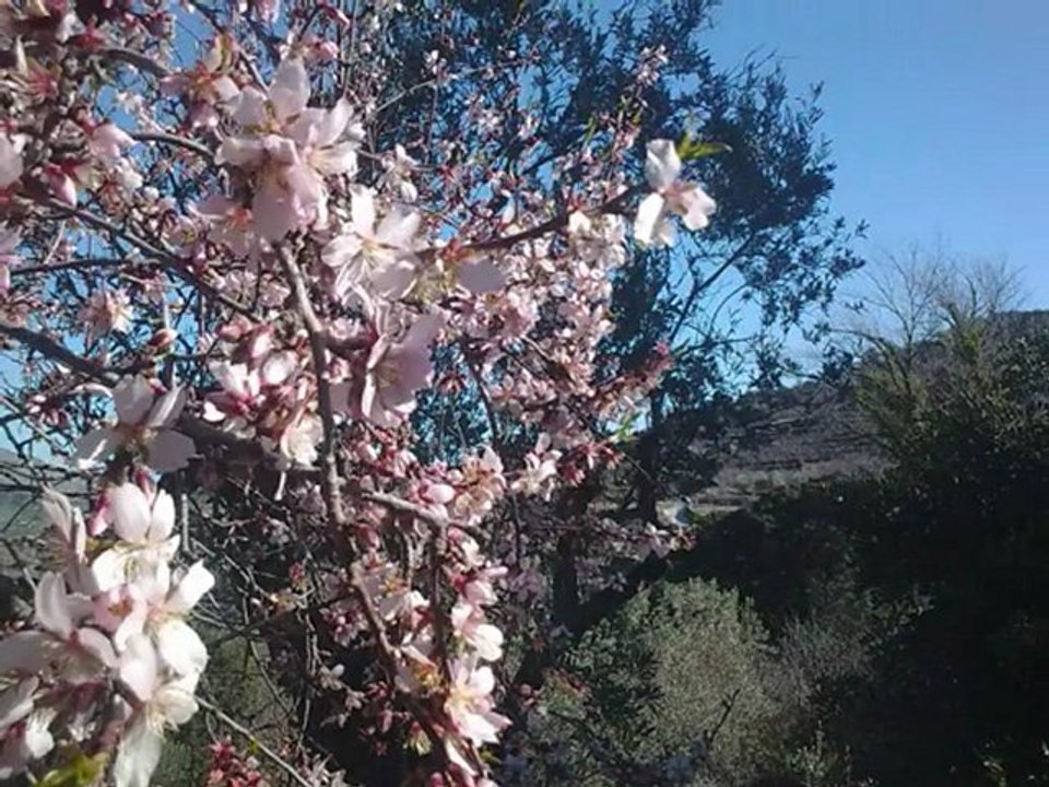 Romanza de Salvador Bacarisse