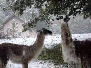 vidéo premières neiges oct 2011