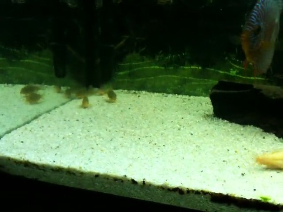 vente 2 discus 045
