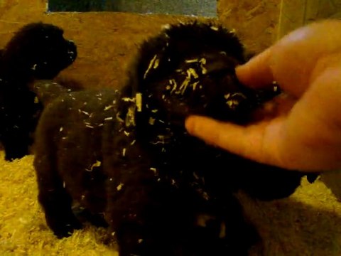 chiots bonny élevage de VALOYAN TERRE NEUVE MARRON BRONZE 09.10.2011