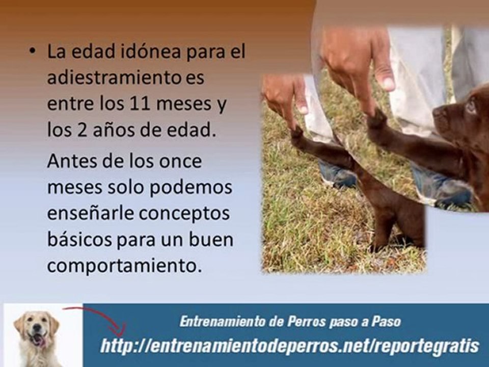 Guía de Entrenamiento para Perros : Guía de Adiestramiento