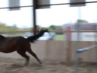 Quapoolco oxer liberté 1