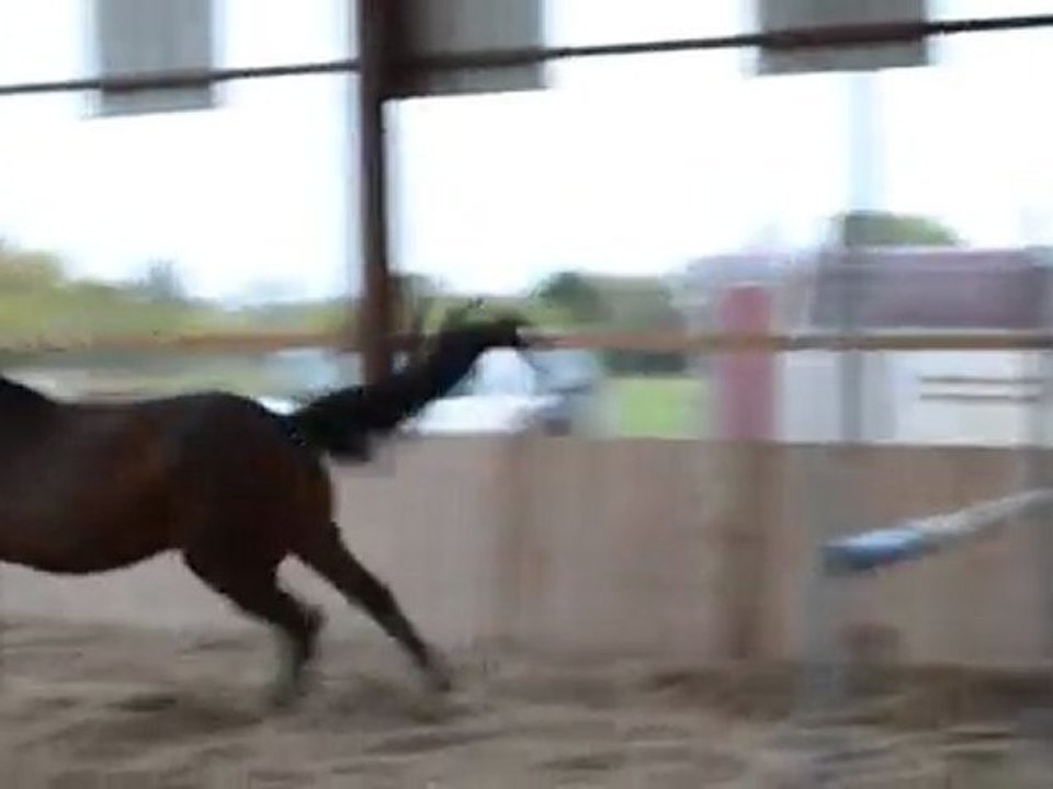 Quapoolco oxer liberté 1