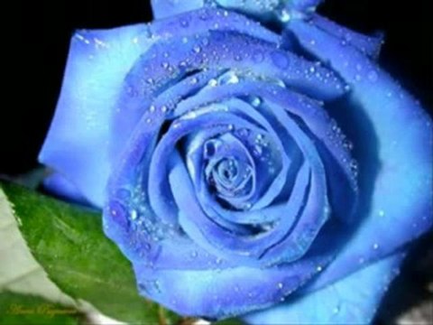 Gül Ahmedim - Ensar Kardeşler seyfislam.com