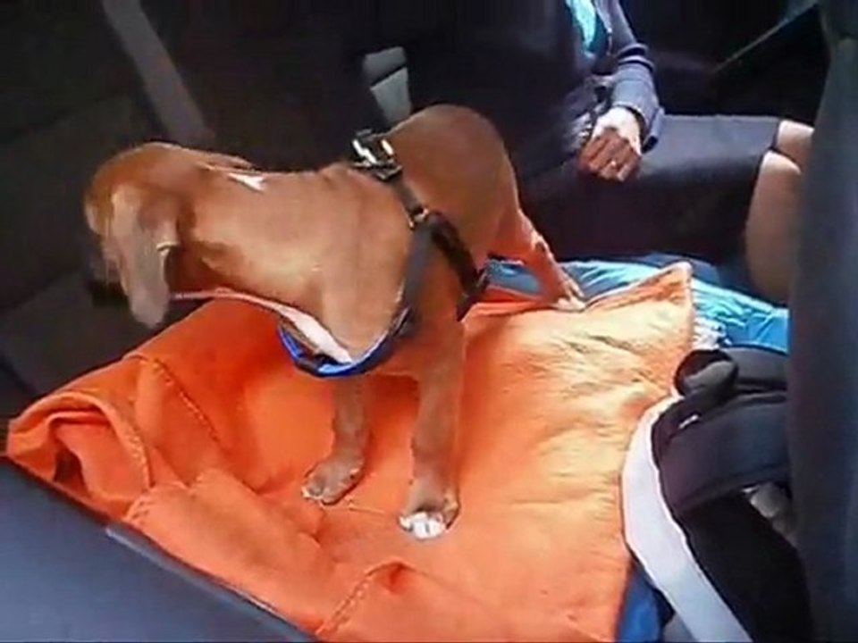 Départ de Giango 2011-10-08. (CHEYENNE de SAINT QUINIS X UCELLO du DOLON / Portée des "G" 2011)