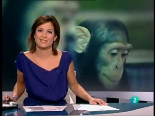 El chimpancé que cuida cachorros de tigre