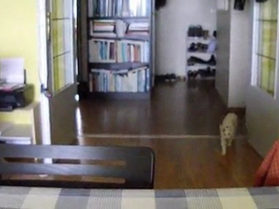 Cleo & balletje