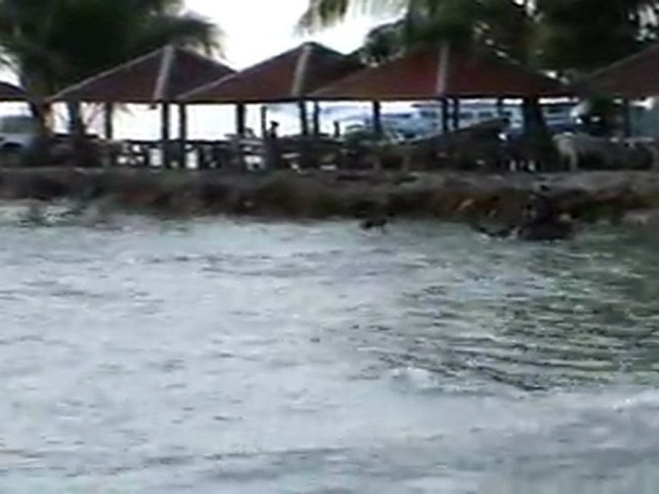 elephantoo