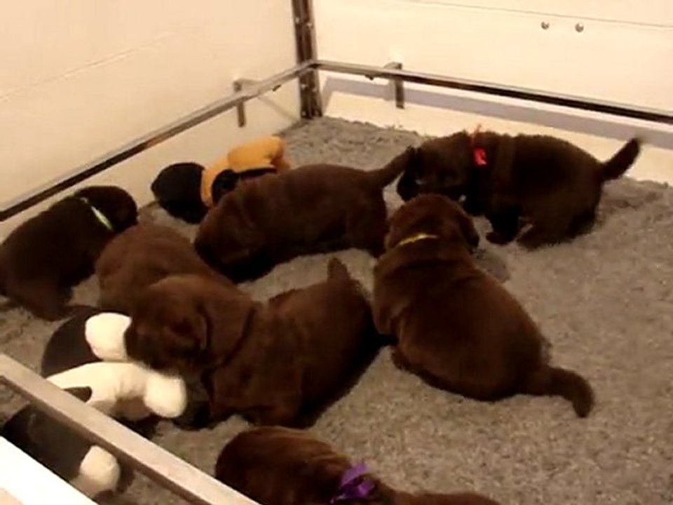 Chiots 3 semaines (3)