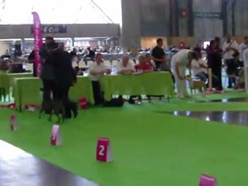 Hilary z cekynskeho dvora World dog show 2011