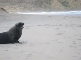 Attaque d'un lian par un lion