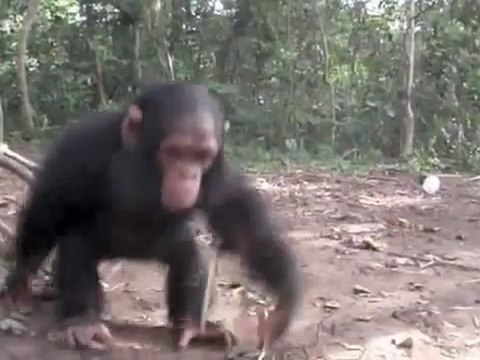 Bebe Chimpanze S Etourdit Volontairement Video Dailymotion