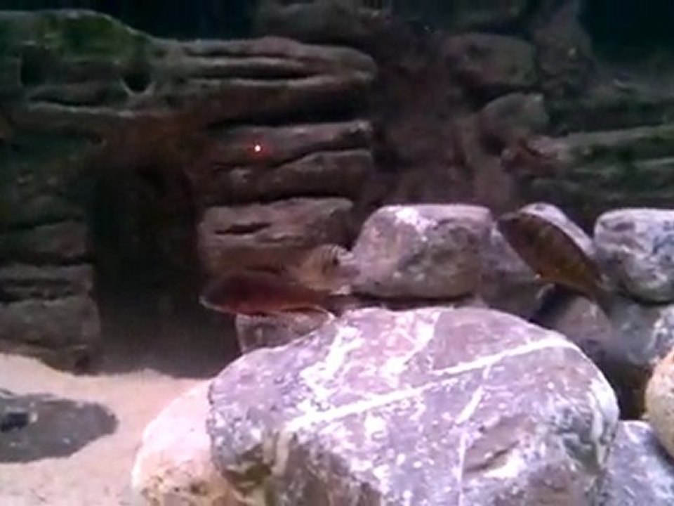 AKVARYUM KUM ŞELALESİ - TROPHEUS - NDOLERED TANKIM