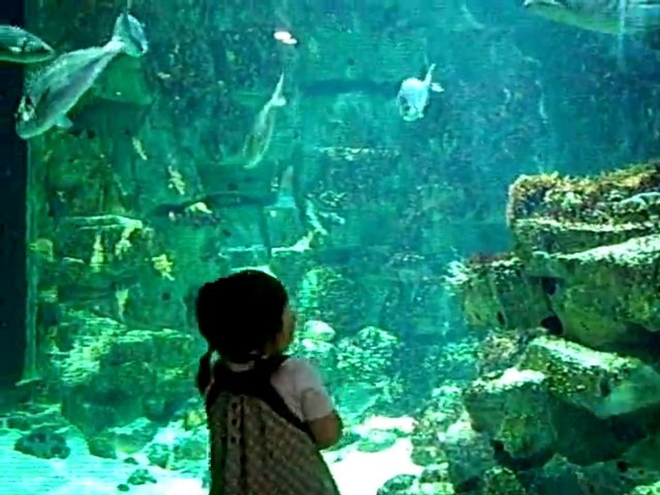 Aquarium 1
