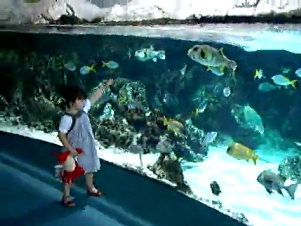 Aquarium 2