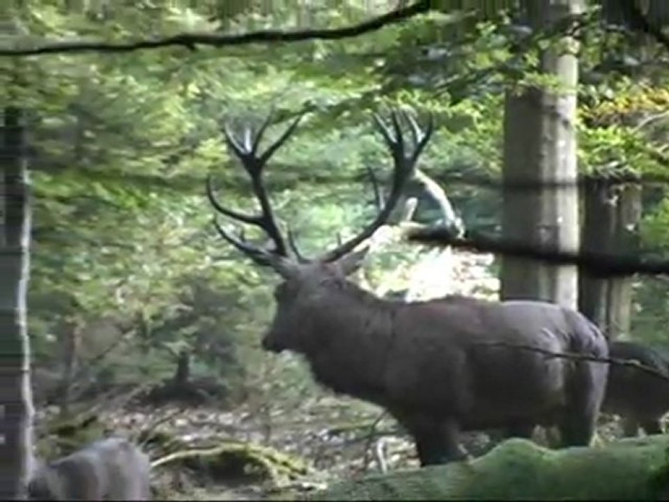 cerf au brame - Belgique