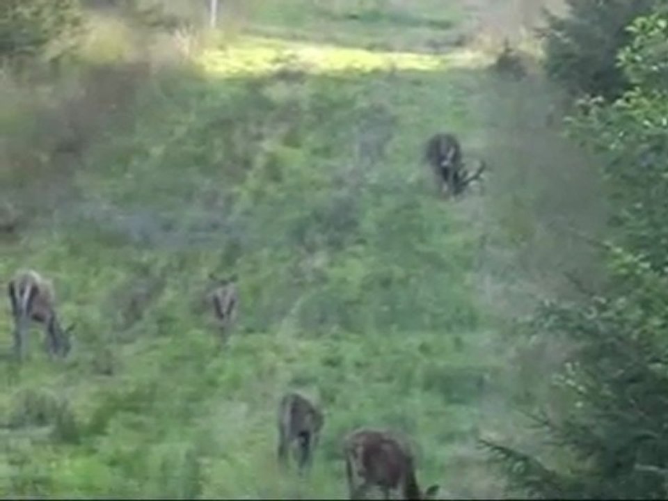 harde cerf biches faons - Belgique