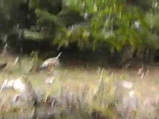 Lancé du dimanche 9/10/11 lors de la 2eme attaque avec 10 beagles du RON DE L'APIO