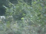 cerf dominant défendant son territoire et allant au combat - forêt de Mormal 2007