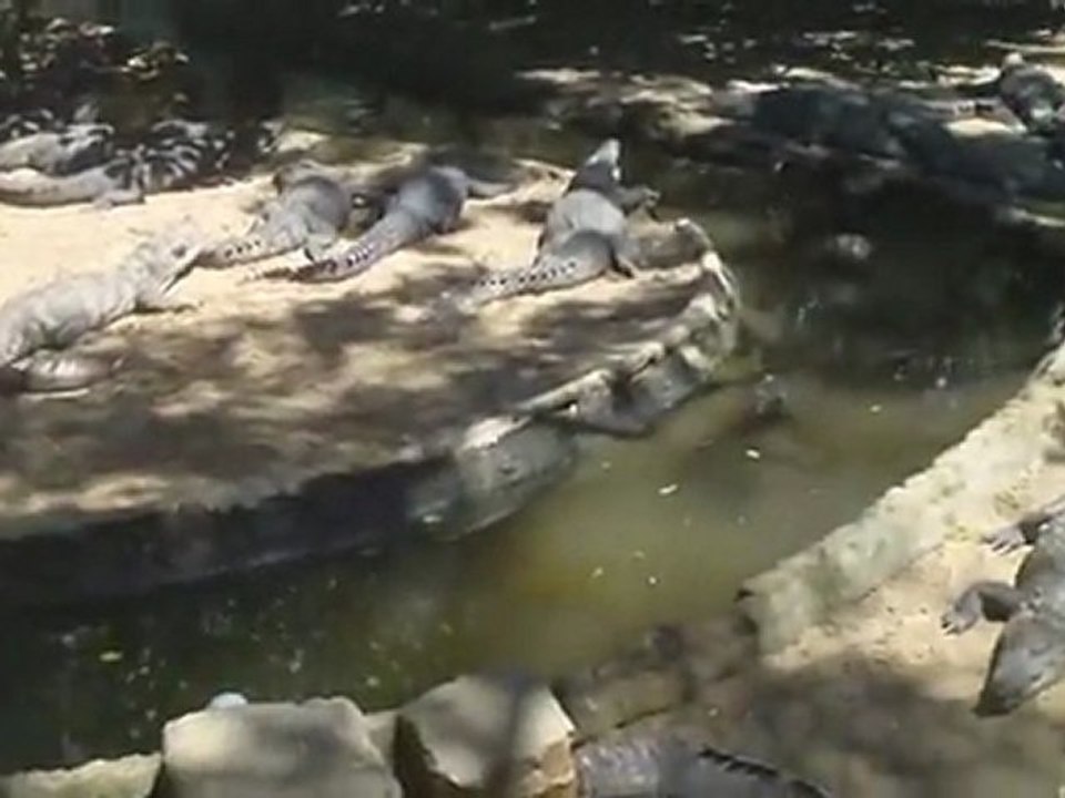 crocodile park chennai south india