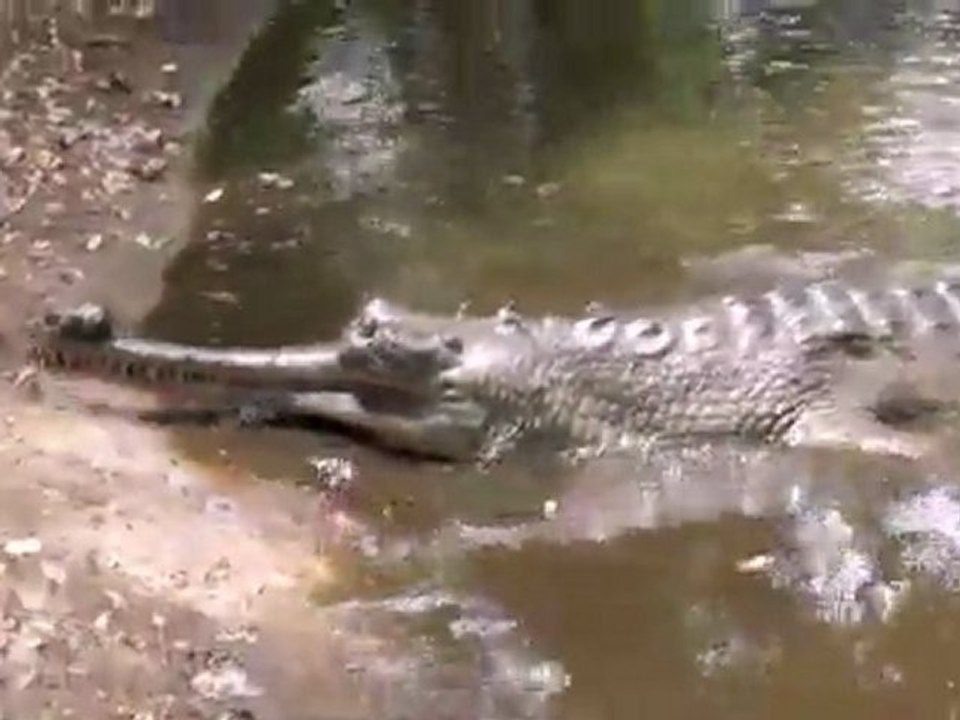 Croc Bank