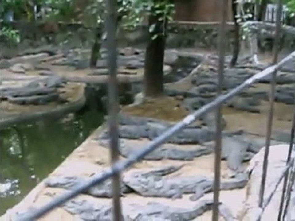 Crocodiles at Crocodile Park