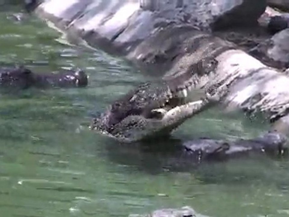 india, crocodile bank chennai
