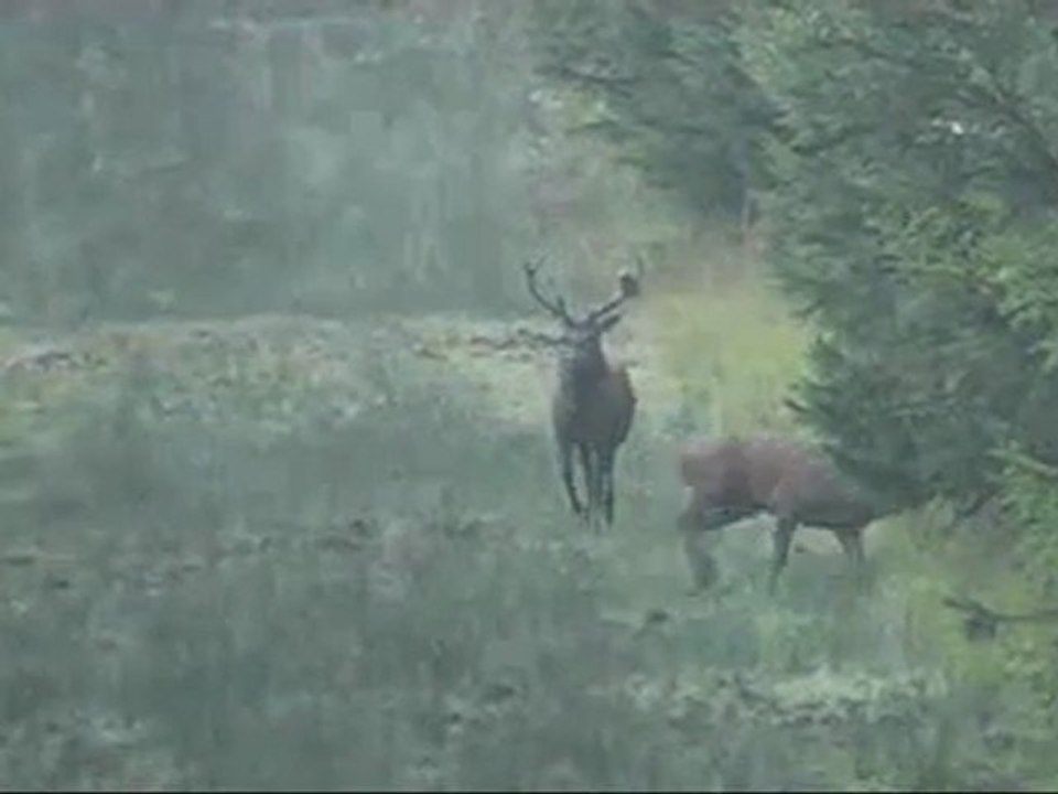 petit combat entre cerfs