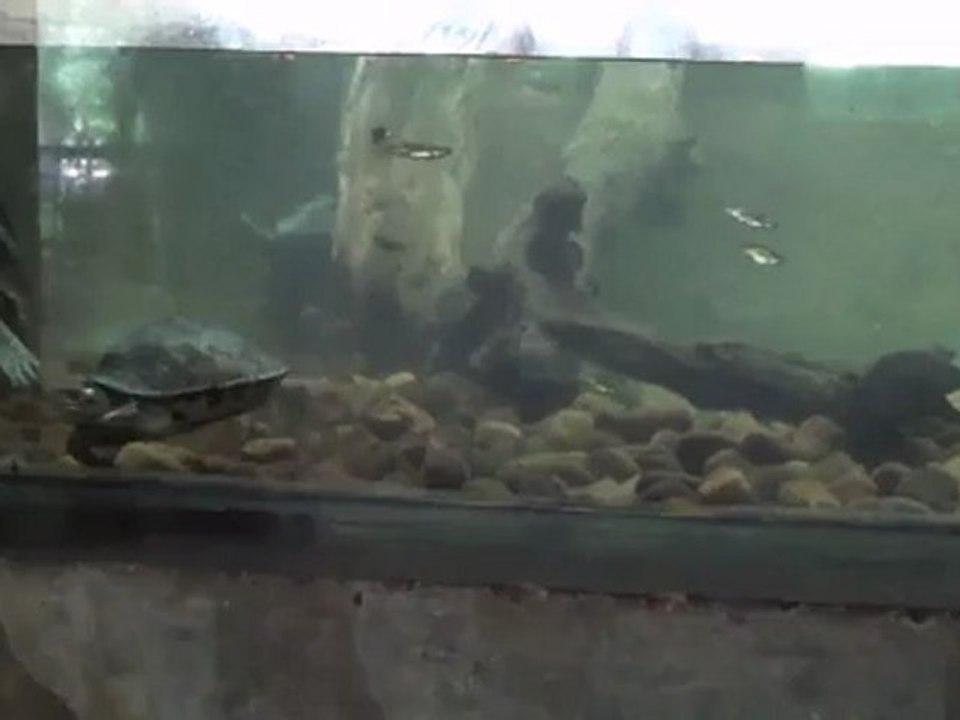 Crocodile Park,Chennai